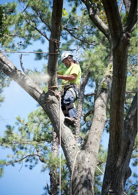 professional tree service worker in Kenner, Louisiana trimming trees