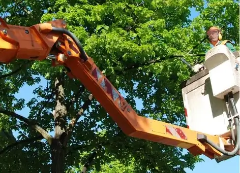 Tree maintenance being performed using a lift for safe access.