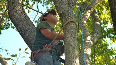 An arborist focused on tree maintenance, climbing a tree with ropes.