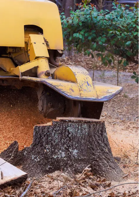 A yellow stump grinding machine in action, removing a tree stump.