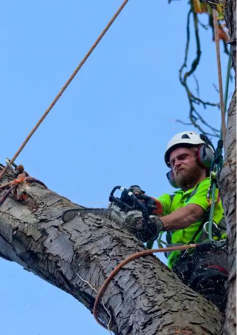 A tree cutter using a chainsaw to trim a branch from a tree.