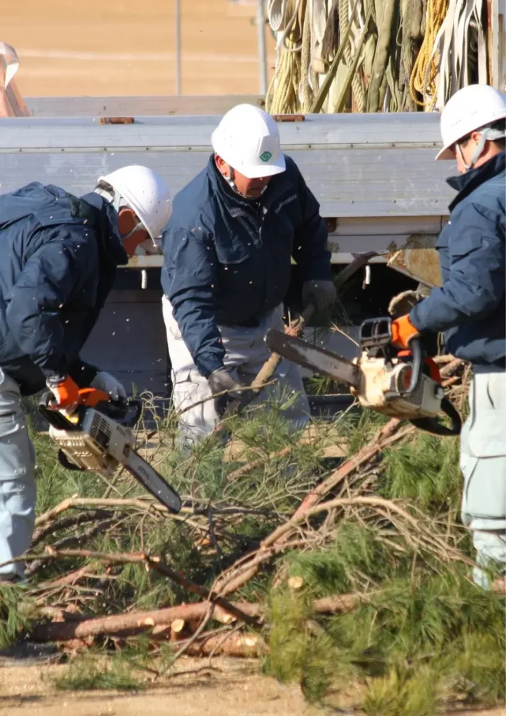 Workers using chainsaws for tree removal