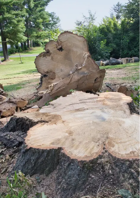Tree stump after removal in Kenner, Louisiana.