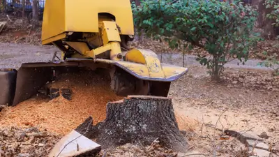 A yellow stump grinding machine in action, removing a tree stump.
